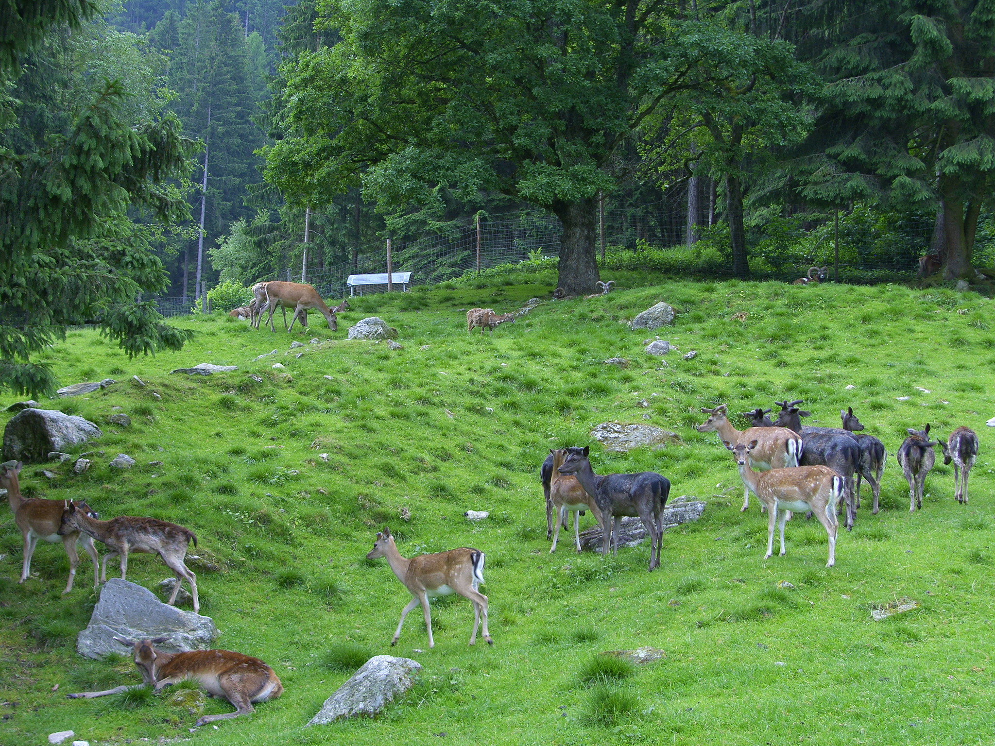 Alpen Wildpark Feld am See